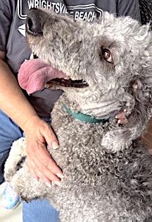 Pria, a Adoptable mixed breed in Mount Airy, NC image 3/4