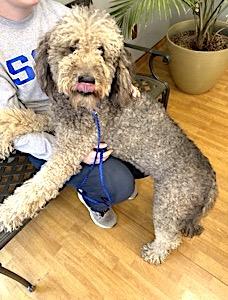 Pria, a Adoptable mixed breed in Mount Airy, NC image 4/4