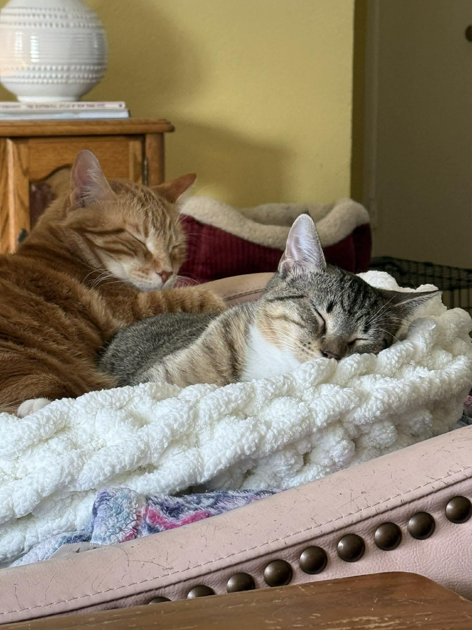 Enlarge CLAWDIA, an adopted Domestic Short Hair in Grand Forks, ND image 2/4