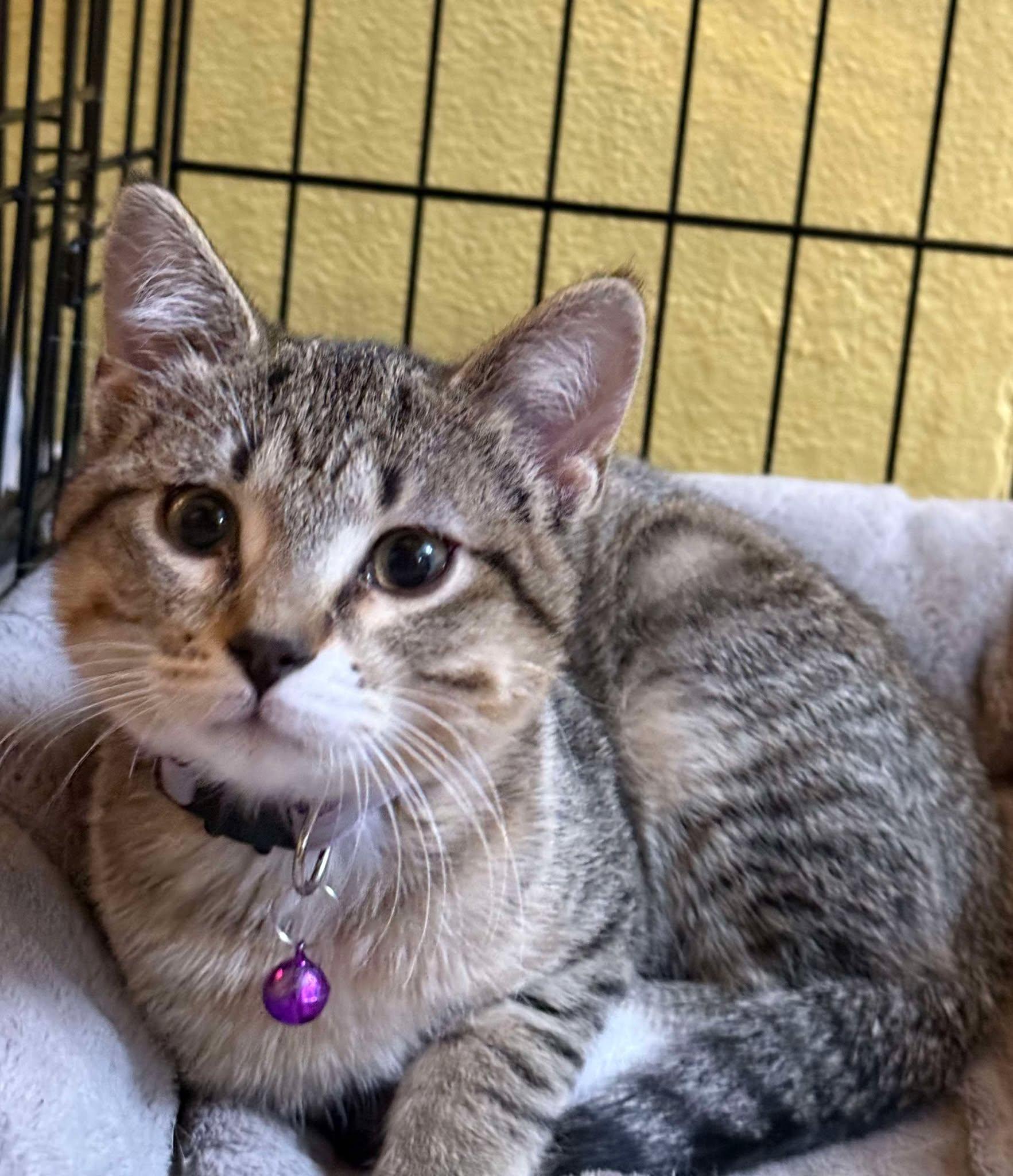 Enlarge CLAWDIA, an adopted Domestic Short Hair in Grand Forks, ND image 4/4