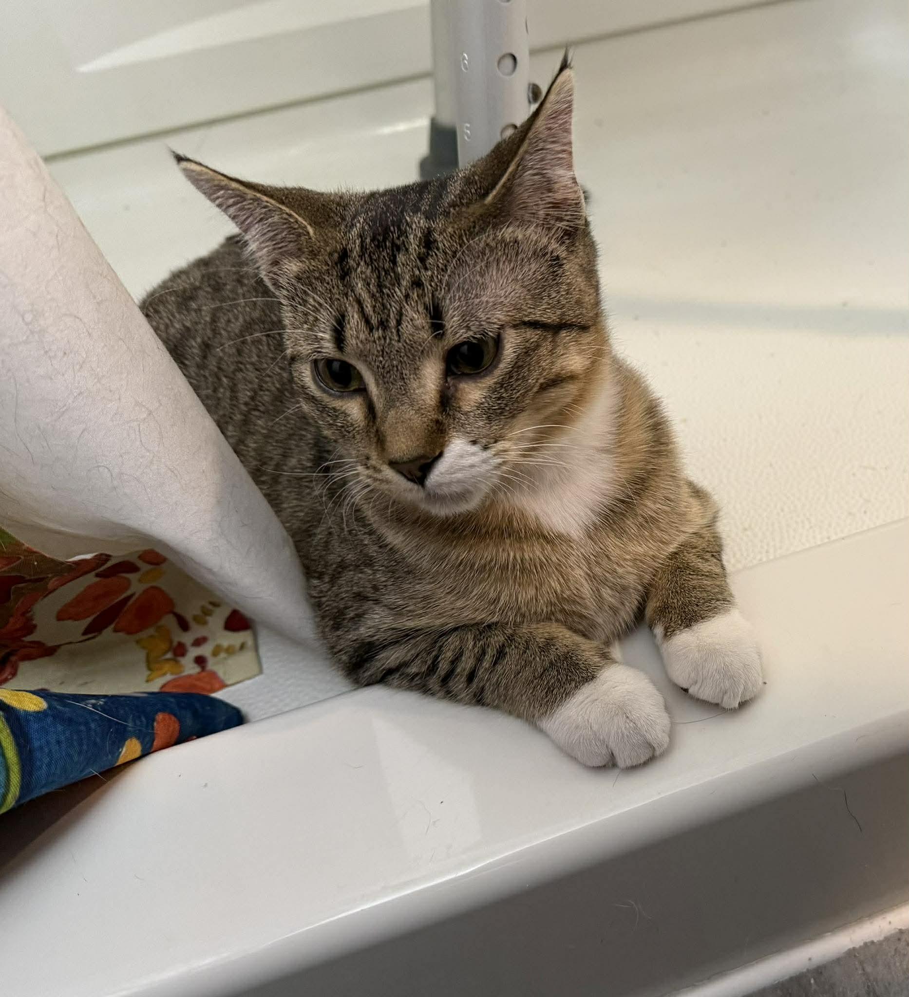 Enlarge CLAWDIA, an adopted Domestic Short Hair in Grand Forks, ND image 1/4