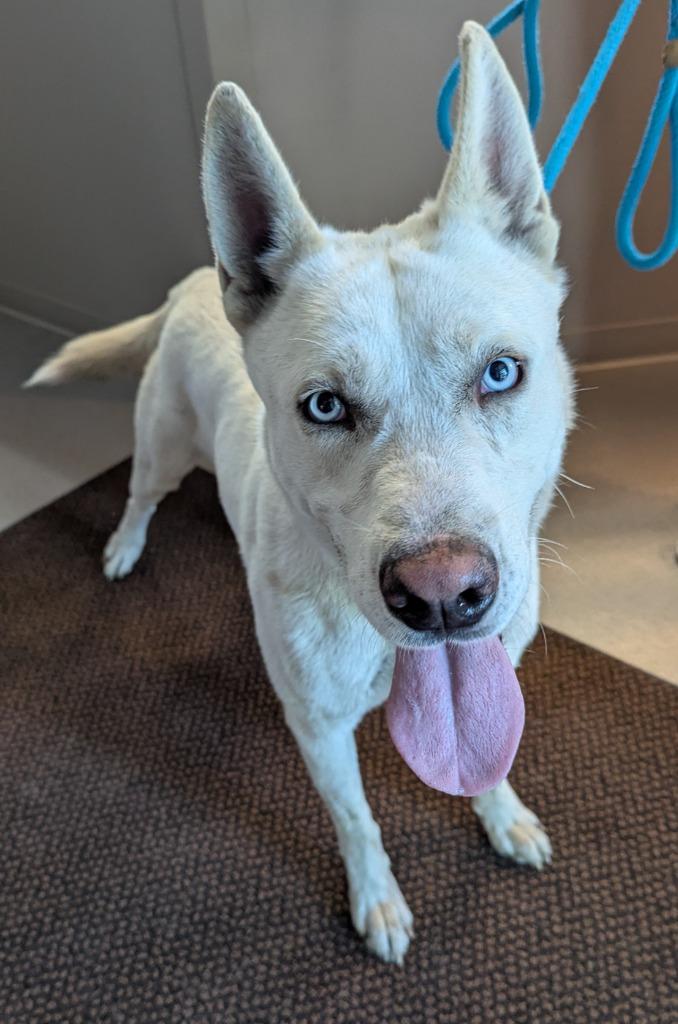 Hazy, Adoptable, Adult Male German Shepherd Dog & Husky.