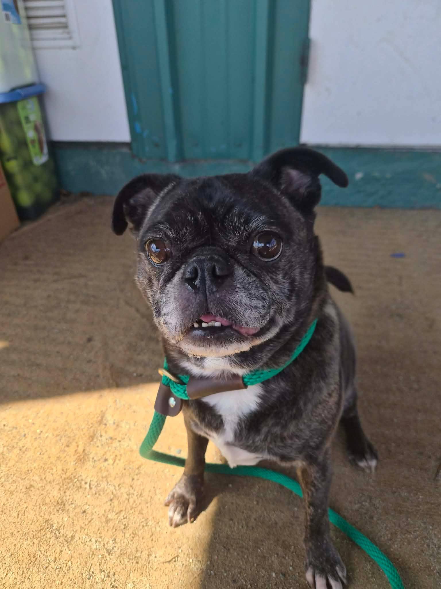 Pippin, Adoptable, Adult Female Pug & Boxer.