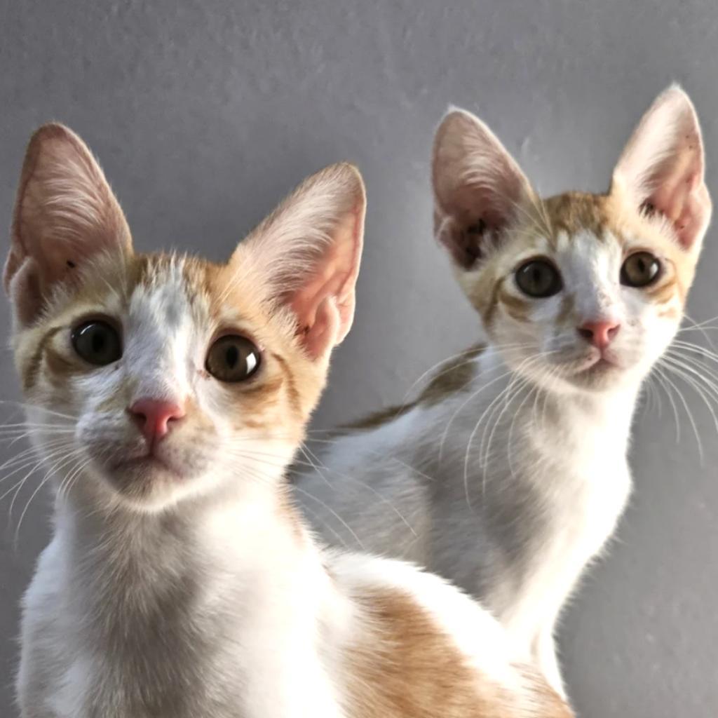 Alex Qatar  (bonded to Marty Qatar) Not Currently Available, Adoptable, Adult Male Domestic Short Hair.