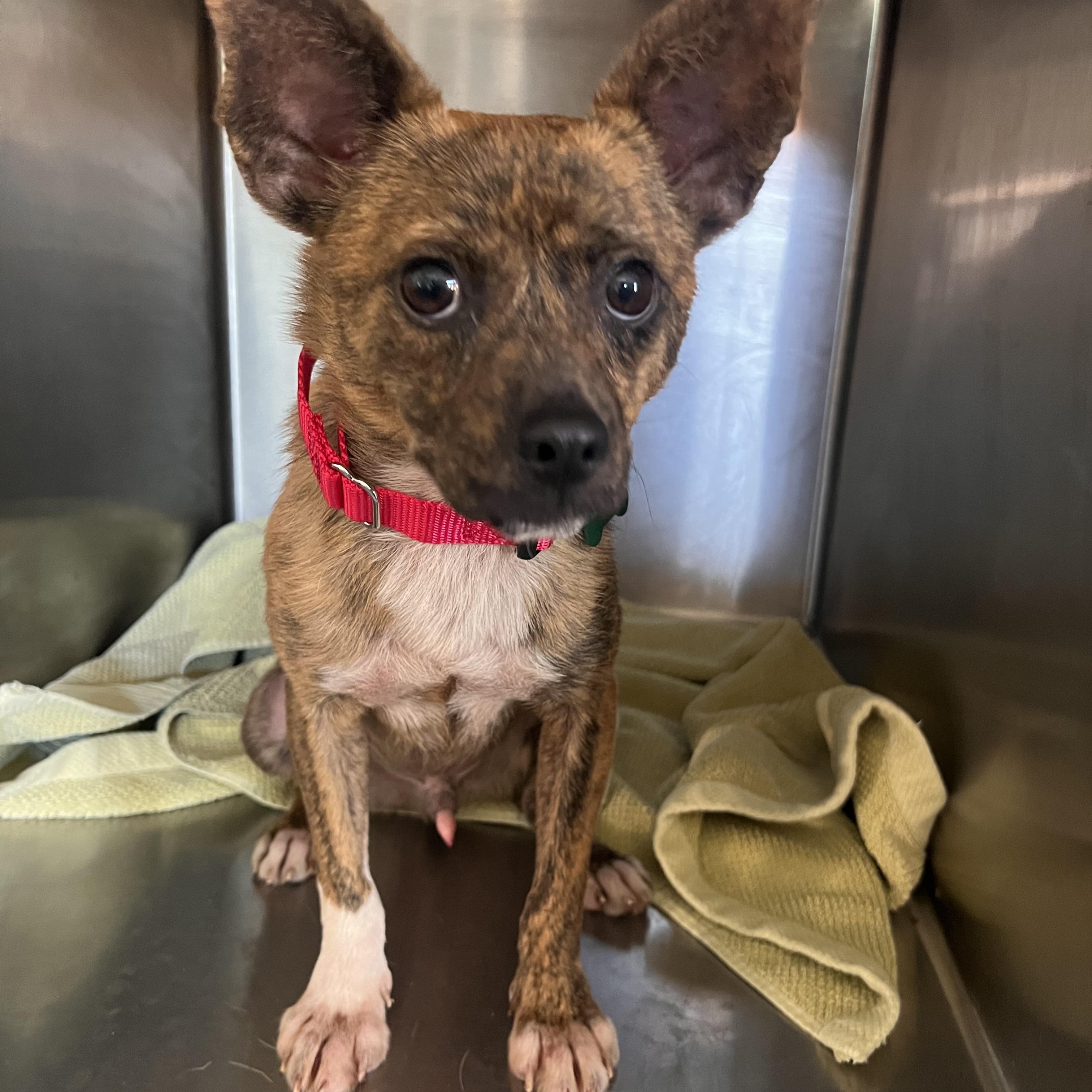 Pickles Terrier Dog