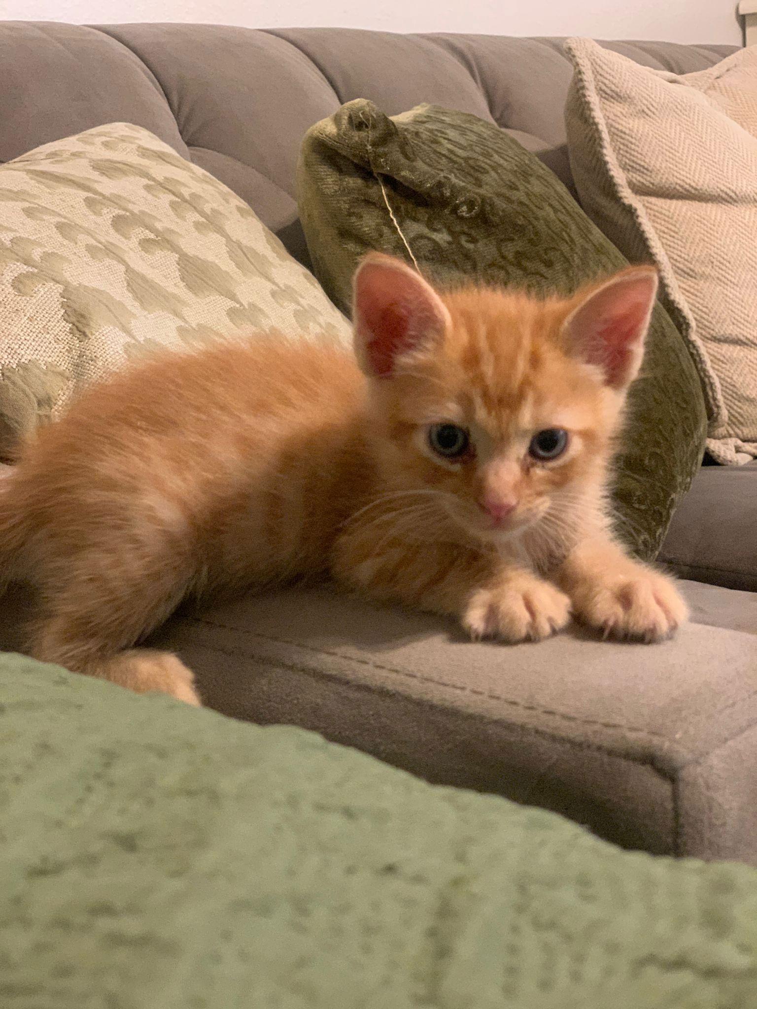 Theo, a Adopted Tabby in Long Beach, CA image 2/3