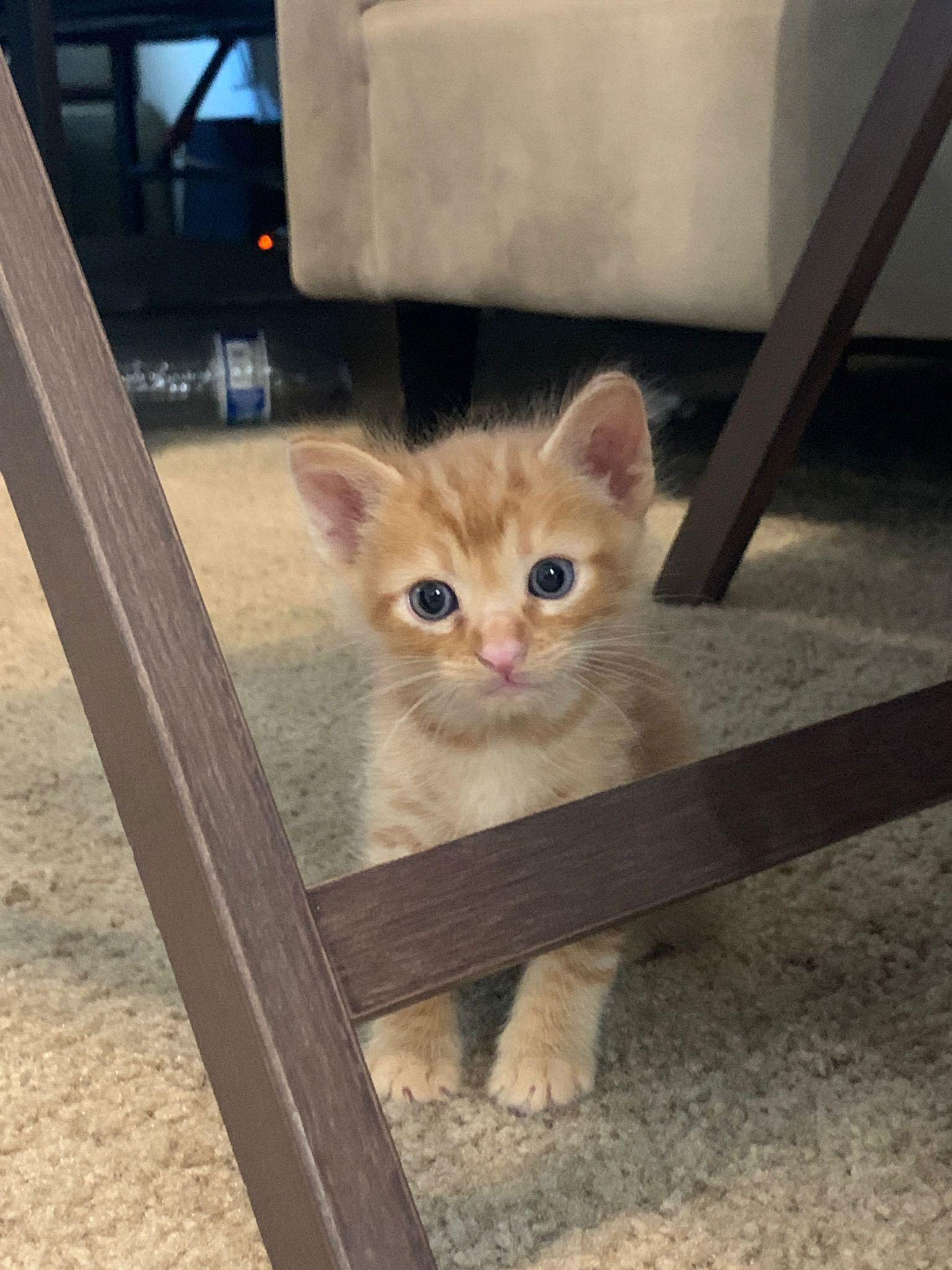 Theo, a Adopted Tabby in Long Beach, CA image 3/3