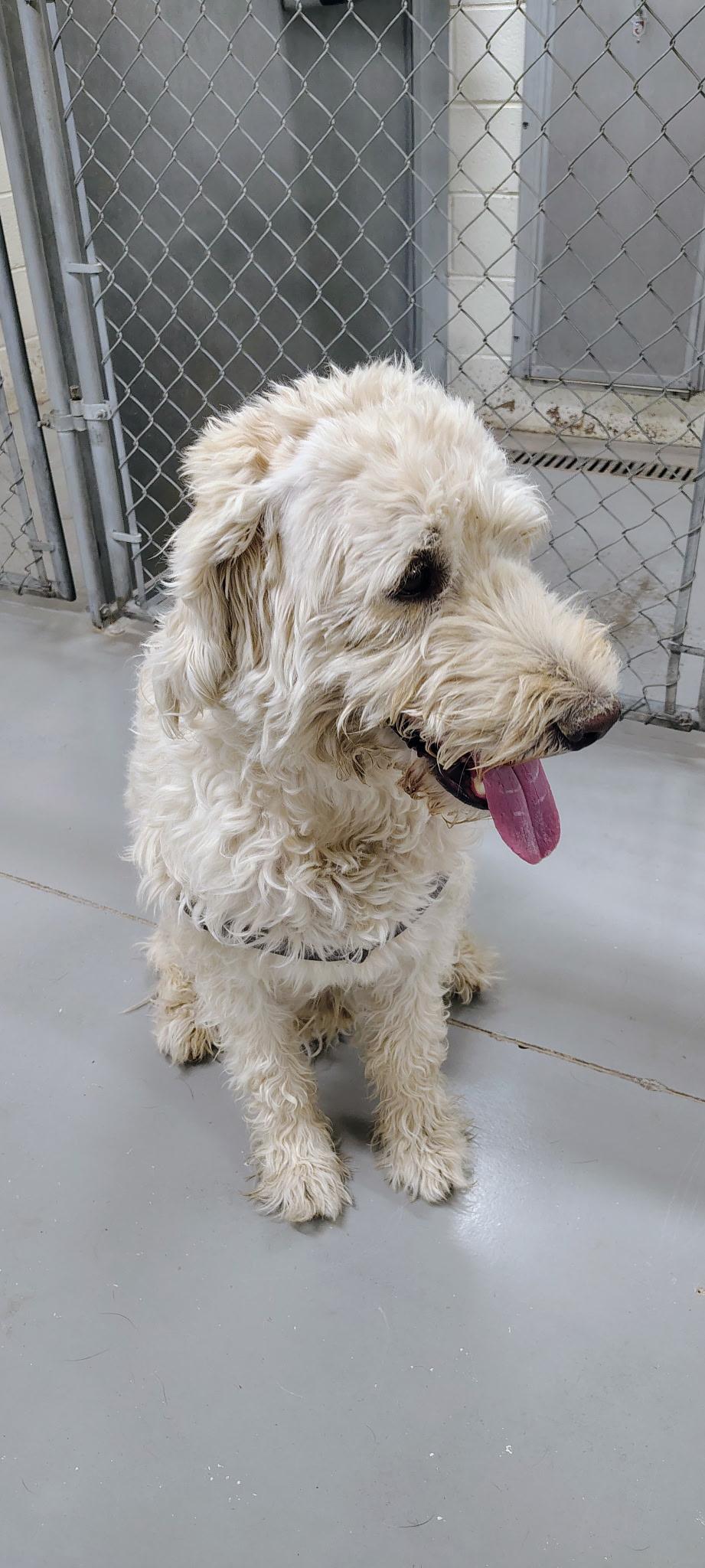 Enlarge Ajax, a ADOPTABLE mixed breed in La Verkin, UT image 2/2