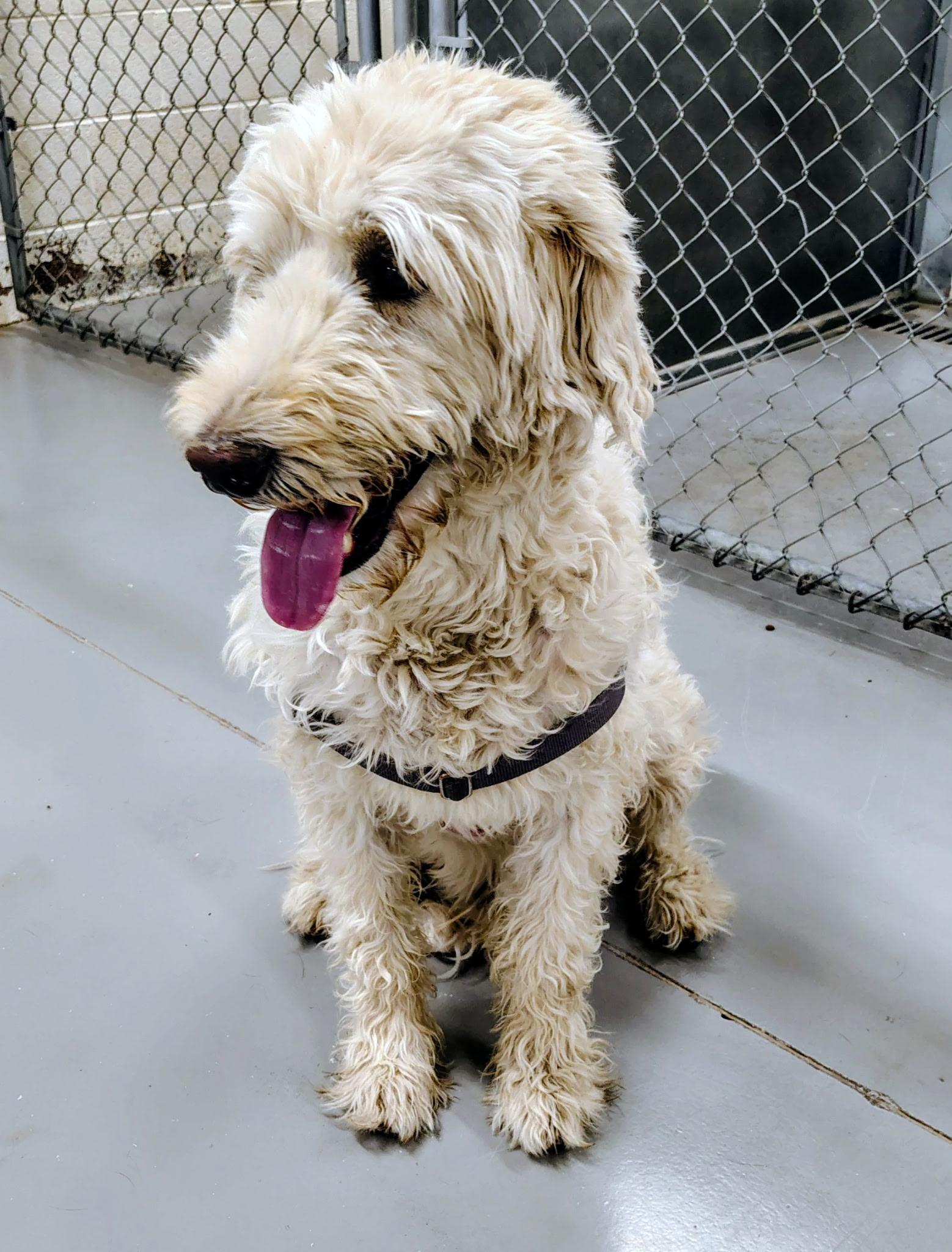 Enlarge Ajax, a ADOPTABLE mixed breed in La Verkin, UT image 1/2