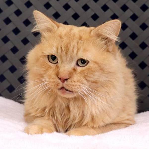Covey, Adoptable, Adult Male Domestic Long Hair.
