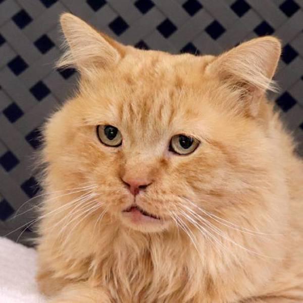 Covey, a Adoptable mixed breed in Midland, TX image 2/2