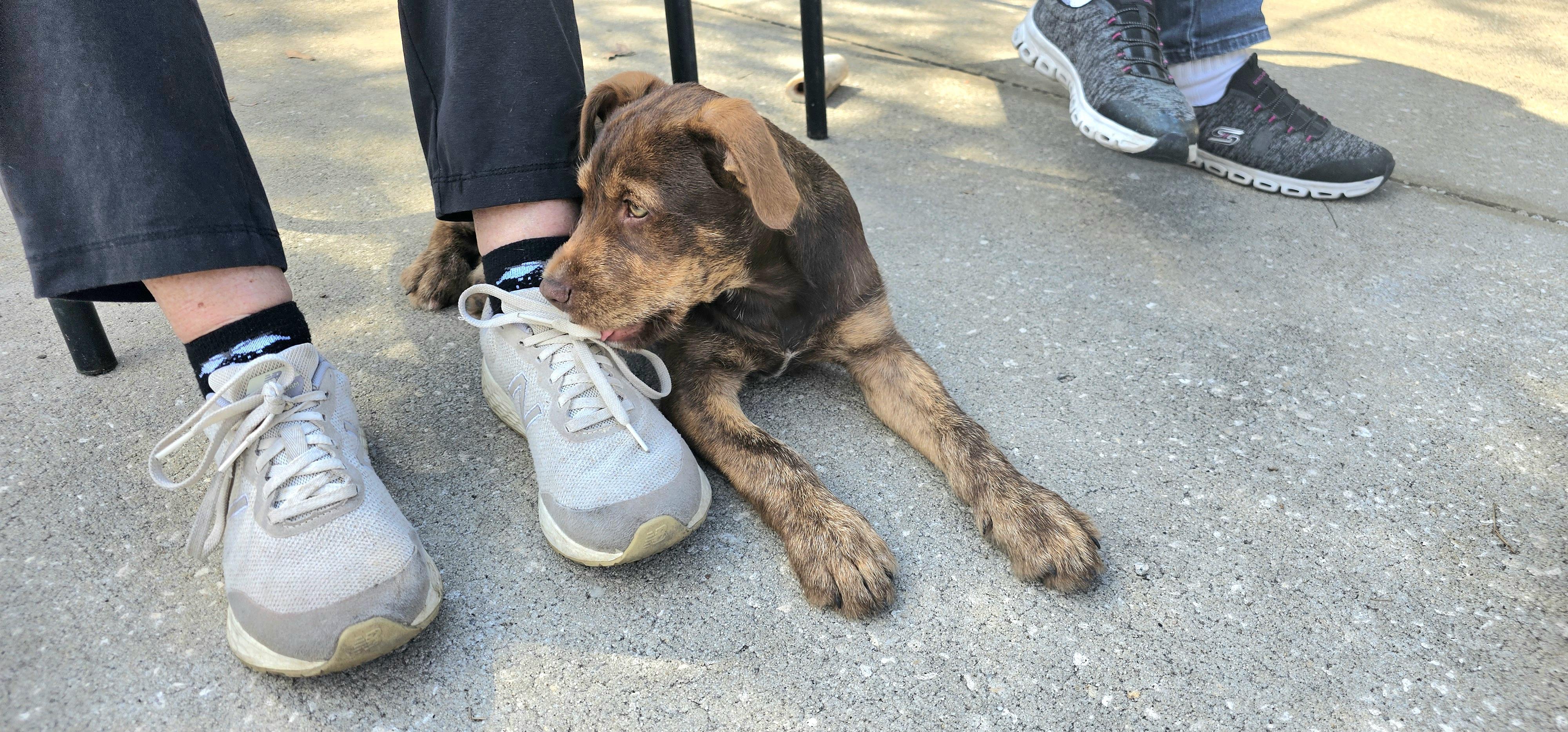 Hershey , a ADOPTABLE mixed breed in Weeki Wachee, FL image 5/6