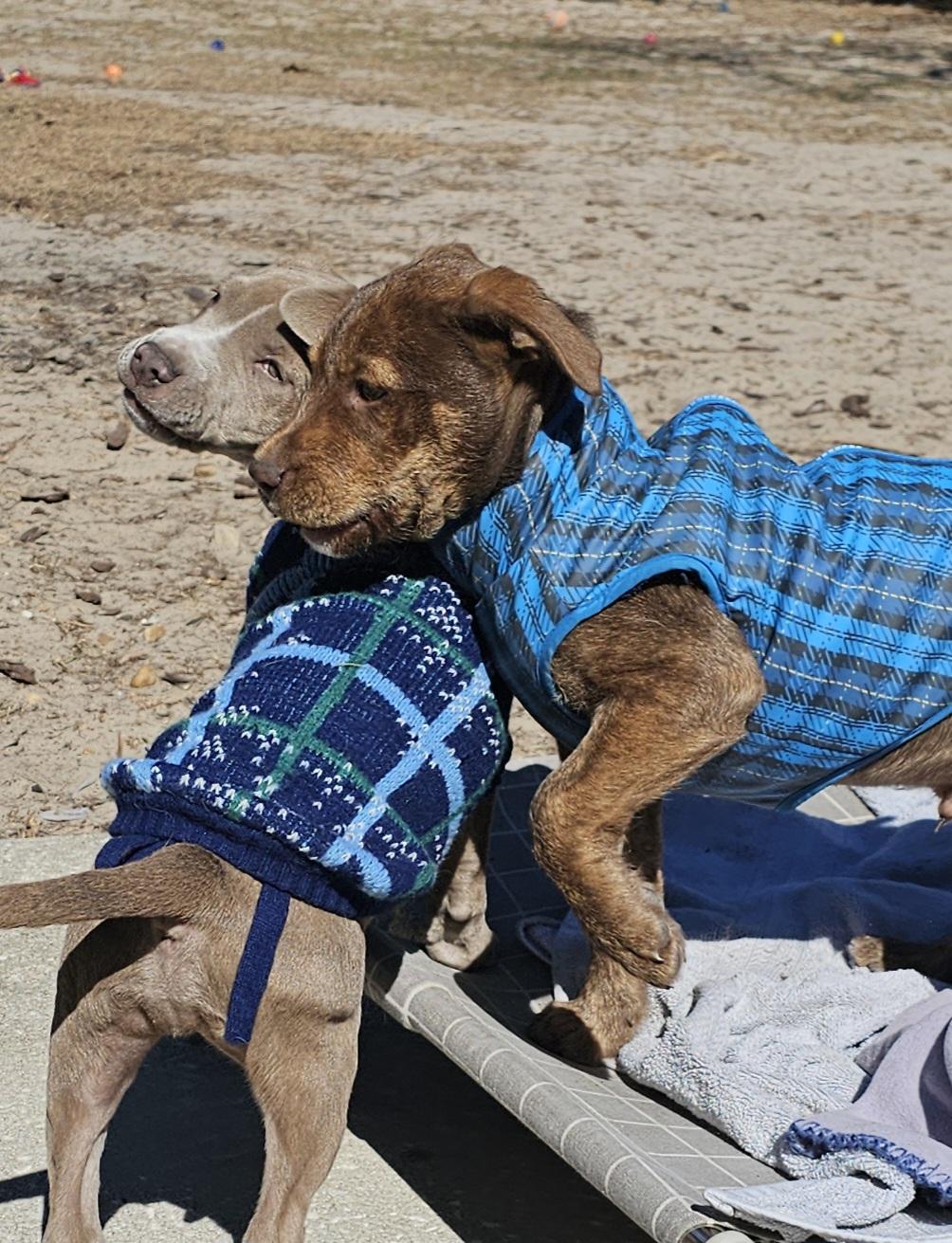 Hershey , a ADOPTABLE mixed breed in Weeki Wachee, FL image 3/6