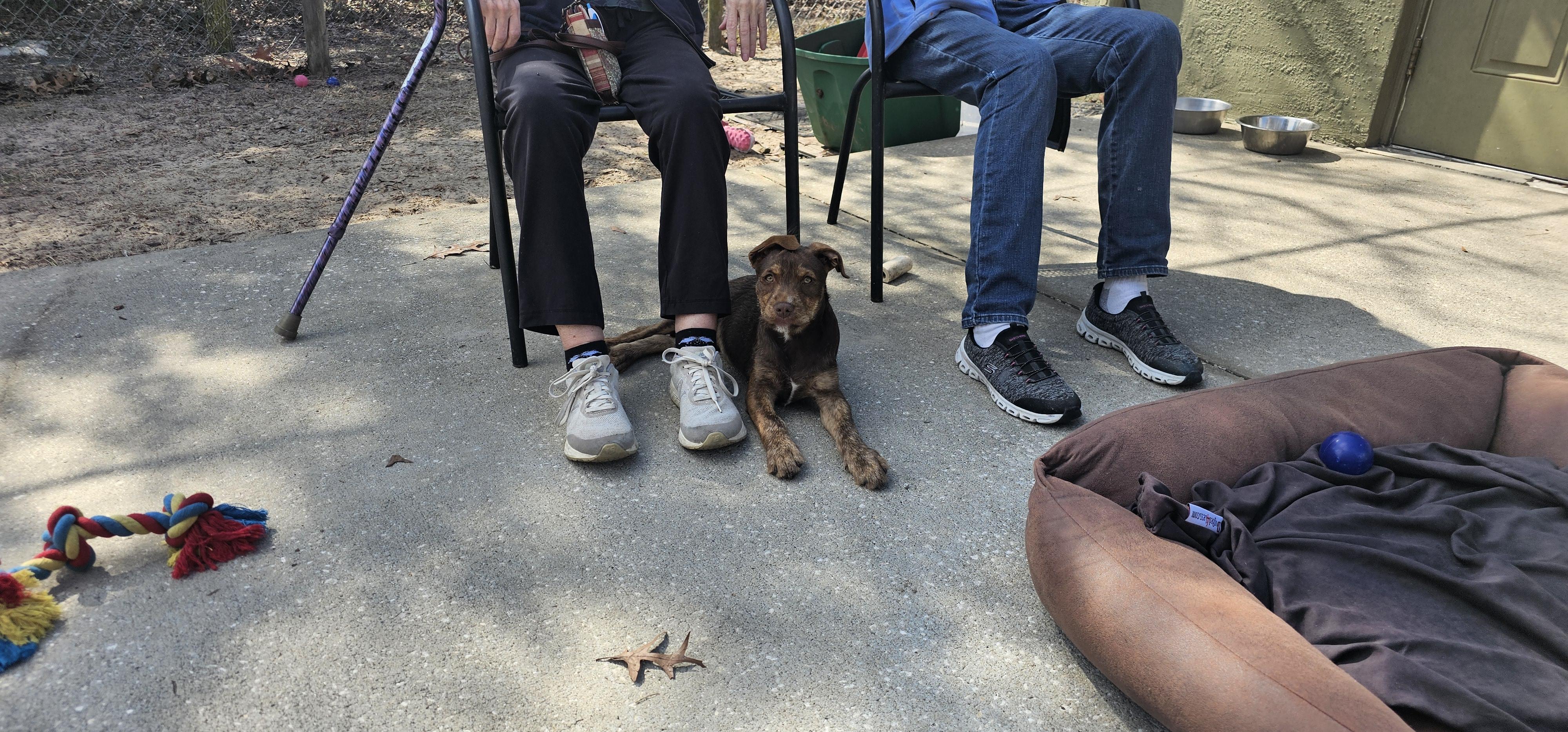 Hershey , a ADOPTABLE mixed breed in Weeki Wachee, FL image 1/6