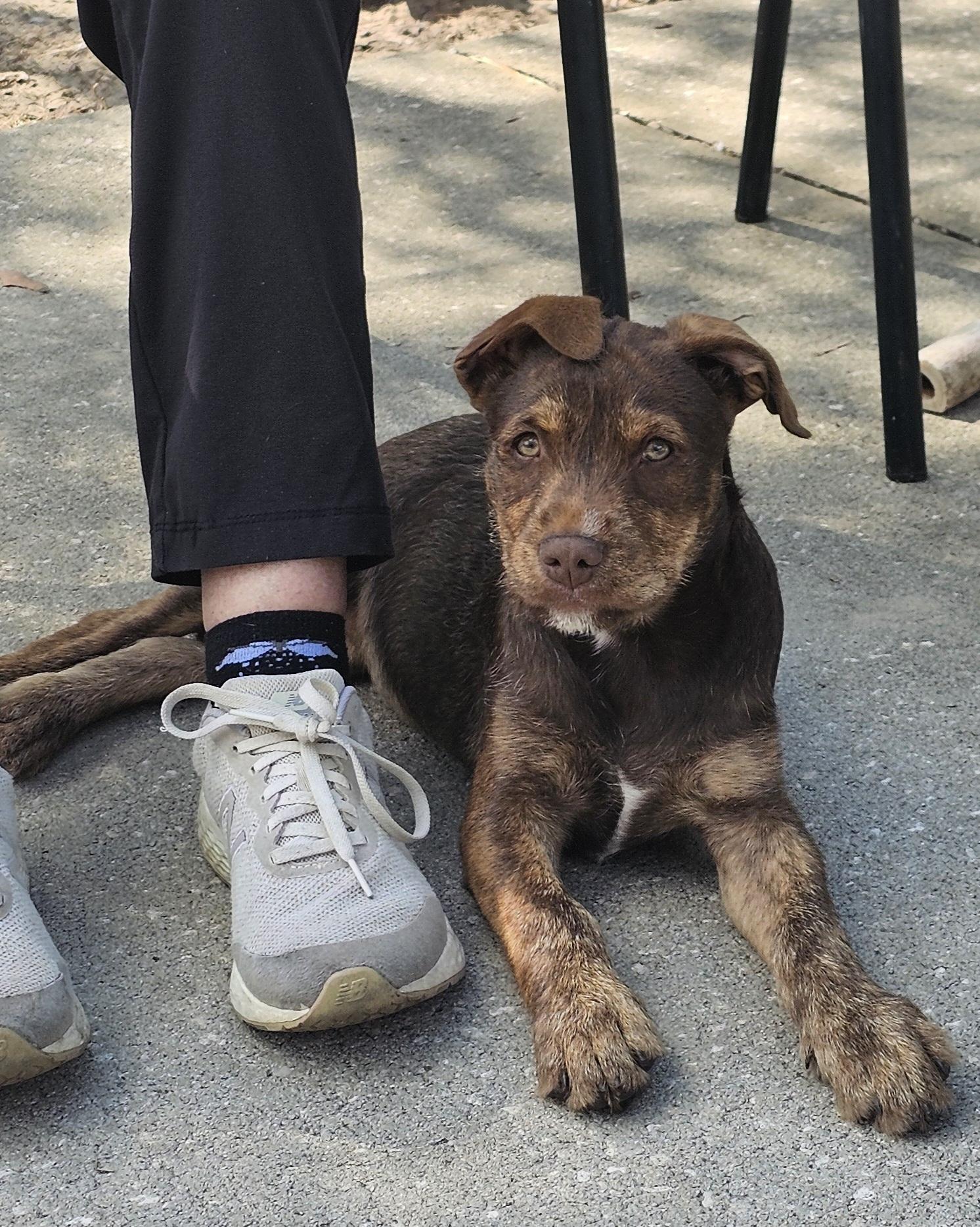 Hershey , a ADOPTABLE mixed breed in Weeki Wachee, FL image 2/6