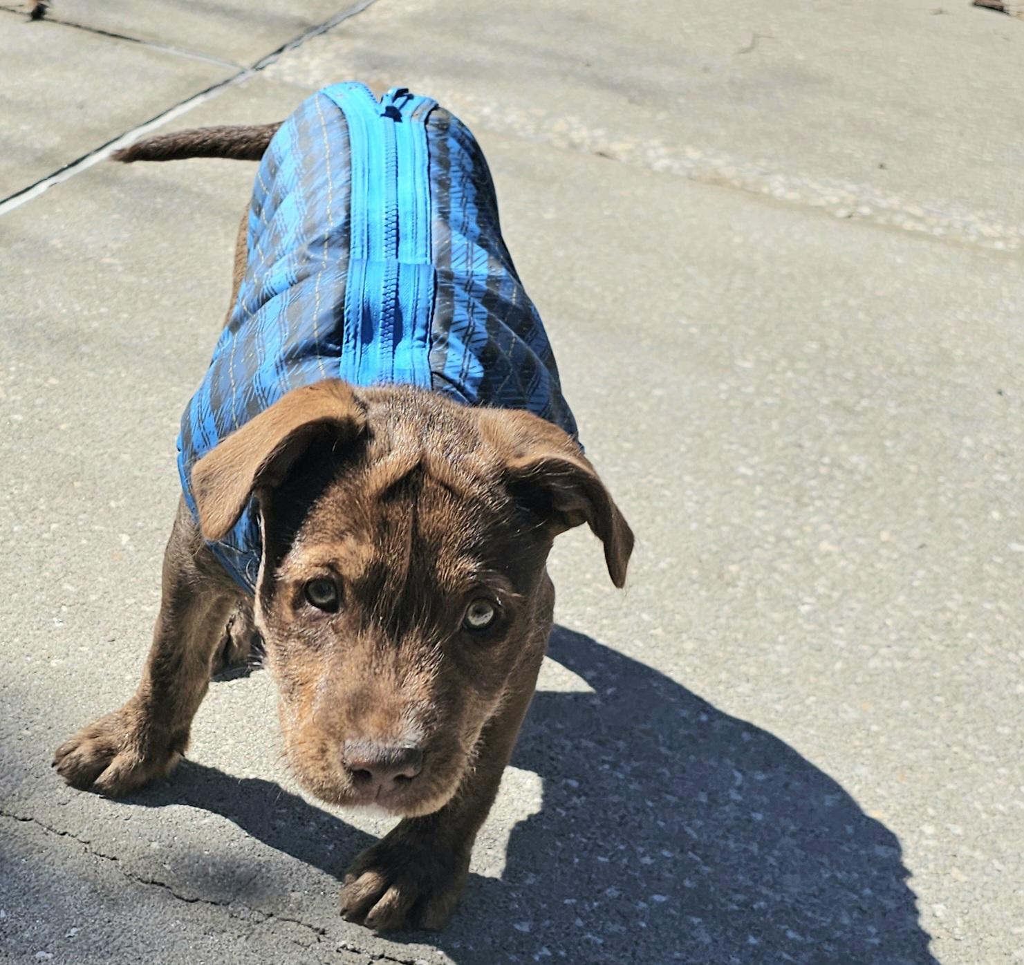 Hershey , a ADOPTABLE mixed breed in Weeki Wachee, FL image 6/6