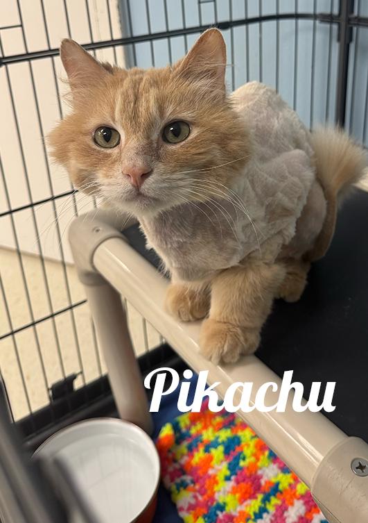 Pikachu