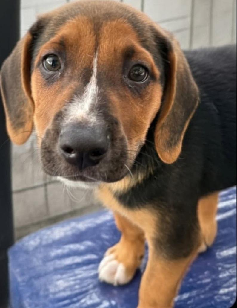 Enlarge Molly, a Adoptable mixed breed in Townville, SC image 1/1