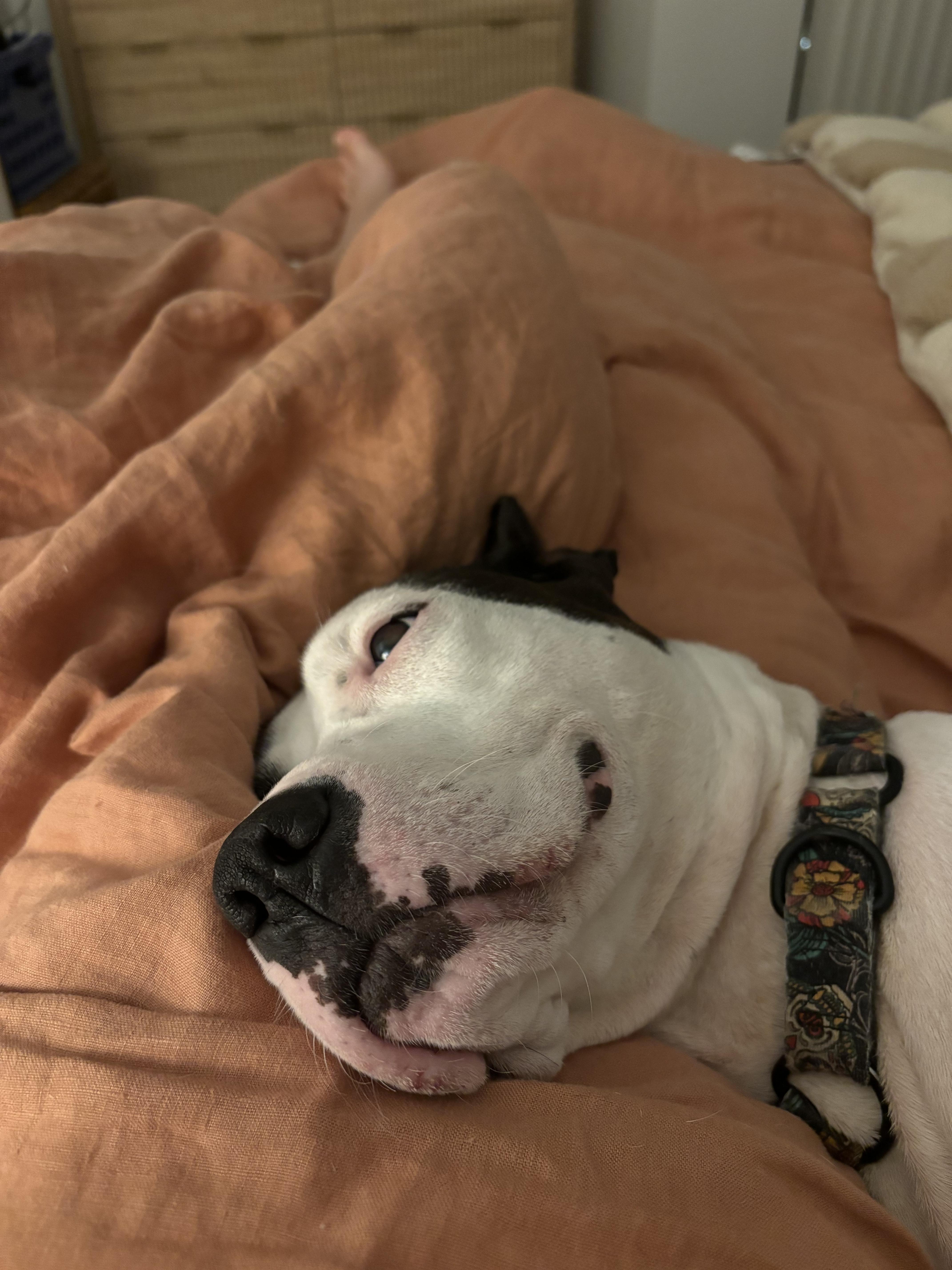 Aaliyah, a Adoptable mixed breed in Philadelphia, PA image 6/6