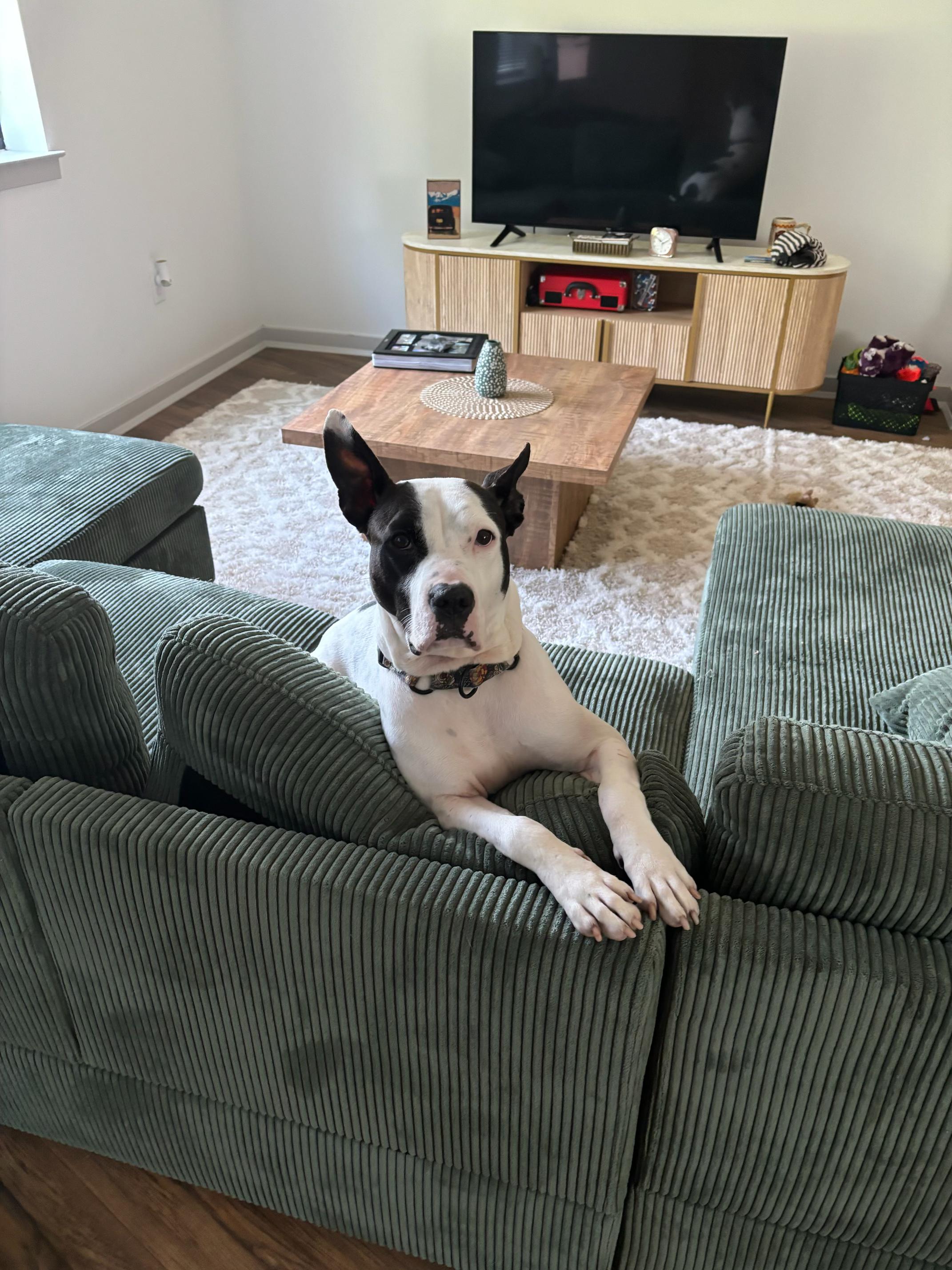 Aaliyah, a Adoptable mixed breed in Philadelphia, PA image 4/6