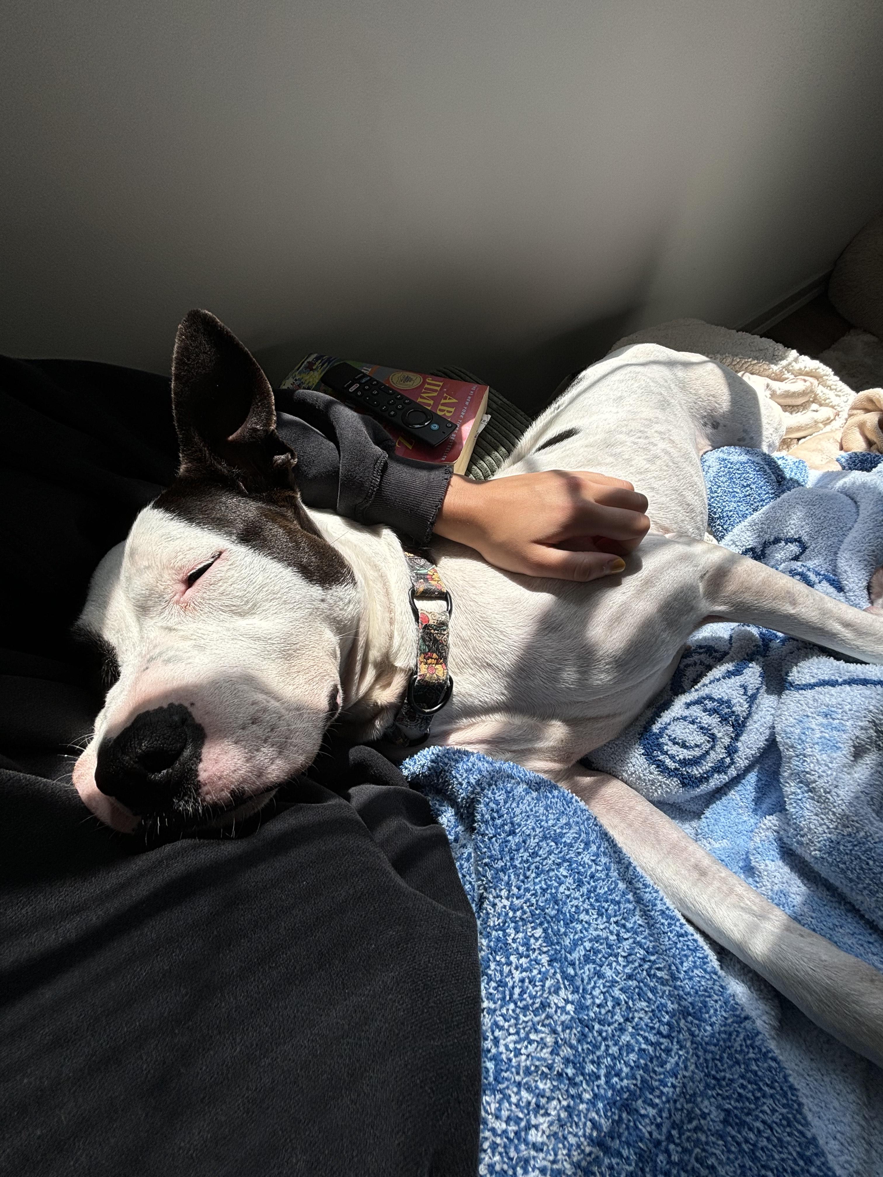 Aaliyah, a Adoptable mixed breed in Philadelphia, PA image 2/6