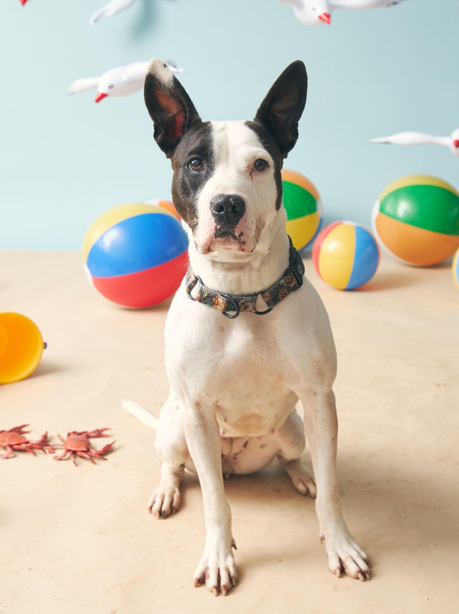 Aaliyah, Adoptable, Adult Female Pit Bull Terrier.