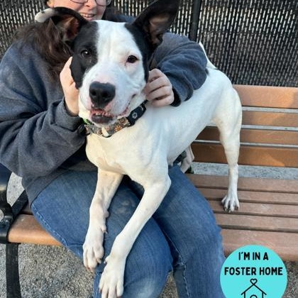 Aaliyah, a Adoptable mixed breed in Philadelphia, PA image 1/6