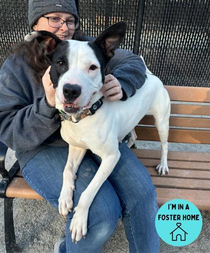 Aaliyah, a Adoptable mixed breed in Philadelphia, PA image 1/6