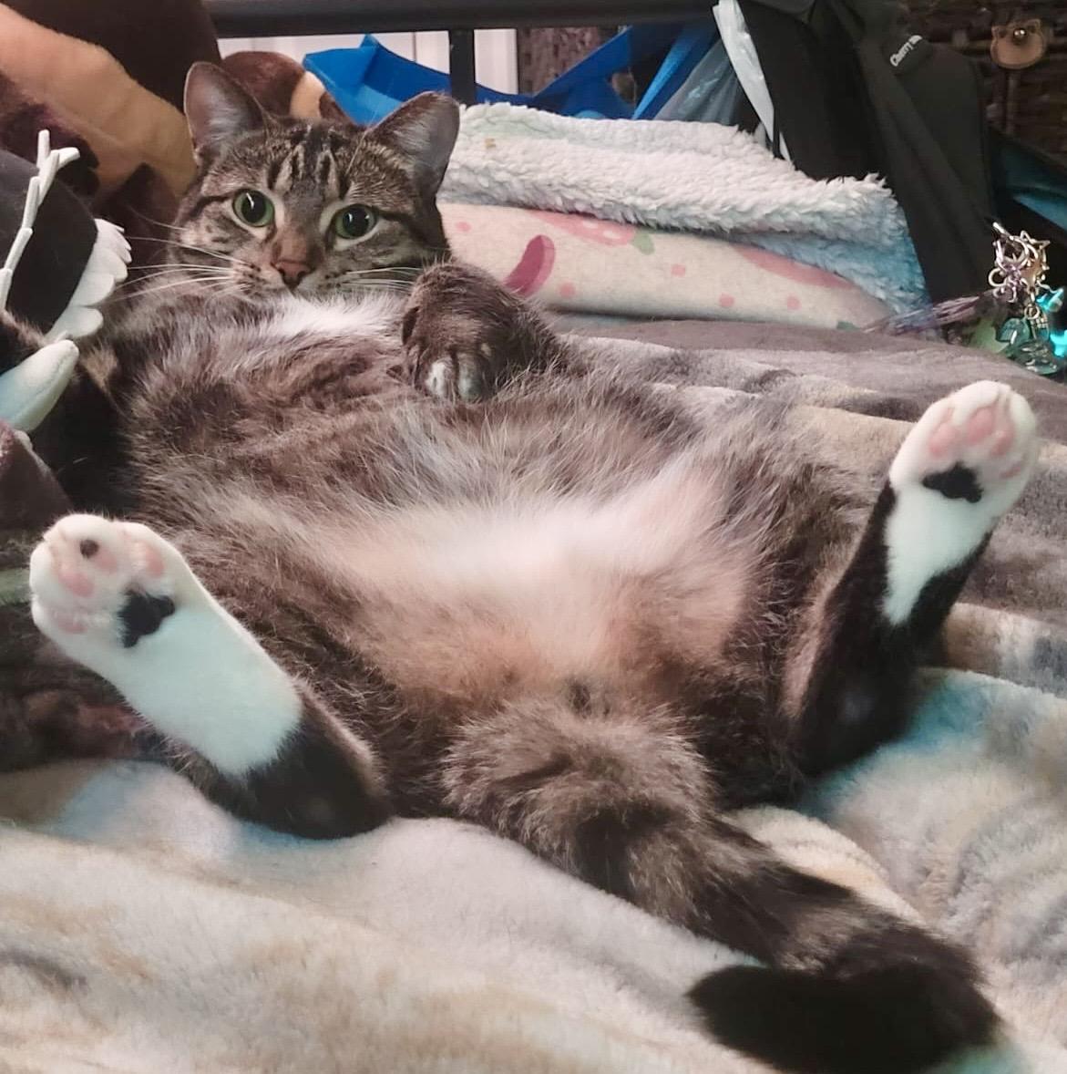 Pandy (bonded with Paxton), Adoptable, Adult Female Tabby & Domestic Short Hair.