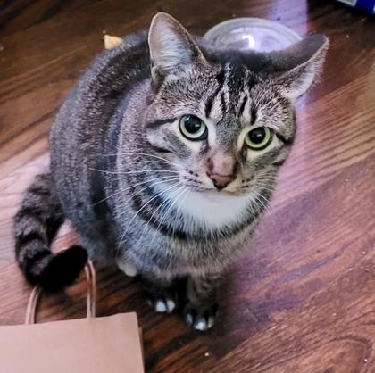 Enlarge Pandy (bonded with Paxton), a Adoptable mixed breed in Toronto, ON image 2/6