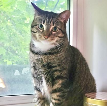 Enlarge Pandy (bonded with Paxton), a Adoptable mixed breed in Toronto, ON image 4/6