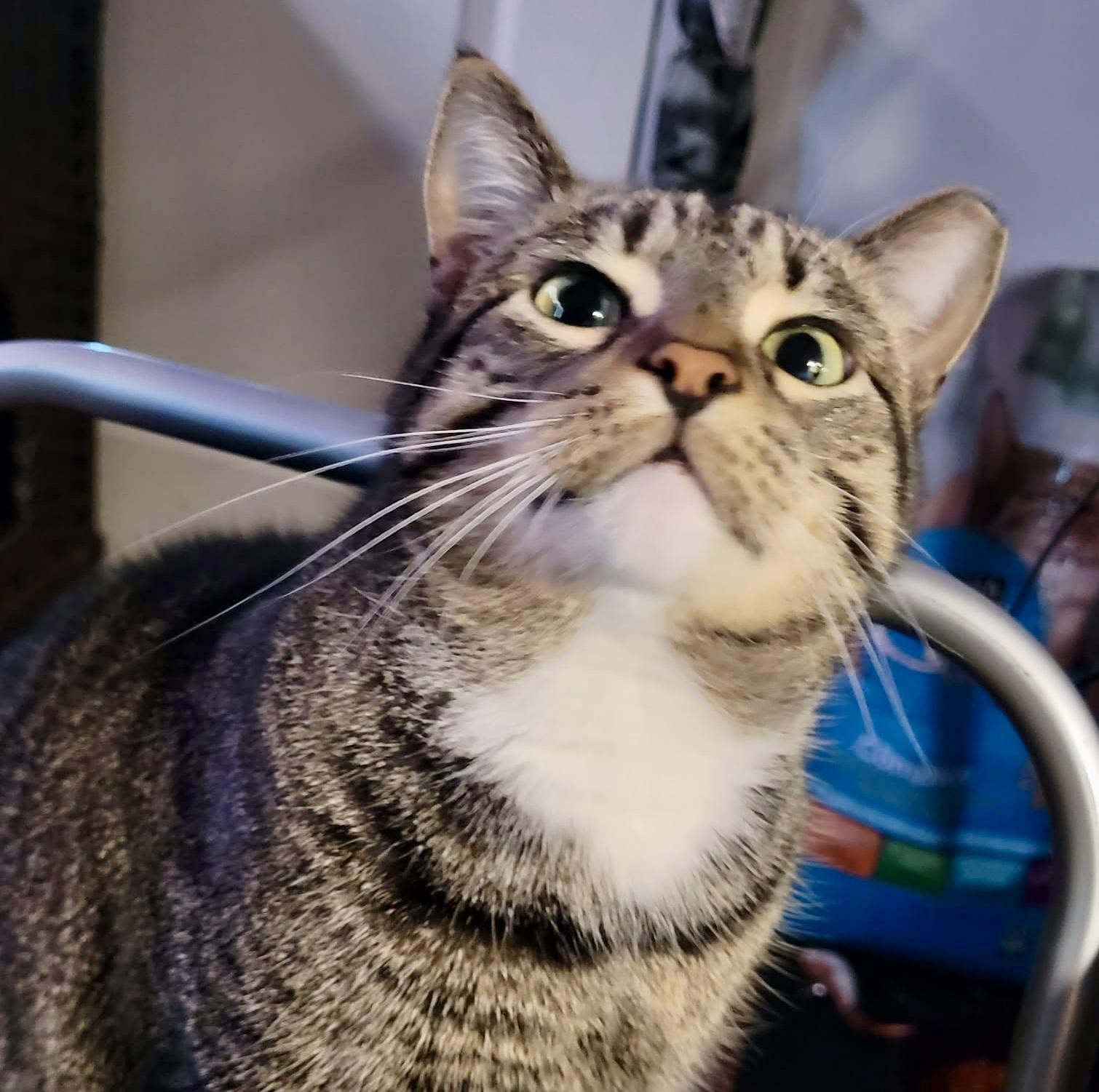 Enlarge Pandy (bonded with Paxton), a Adoptable mixed breed in Toronto, ON image 1/6