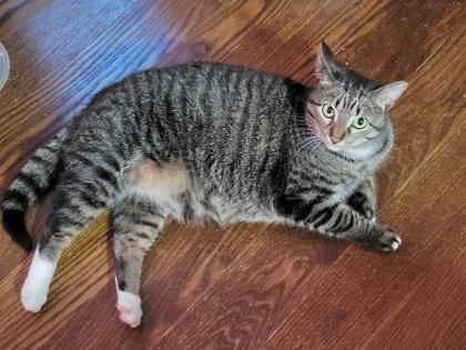 Enlarge Pandy (bonded with Paxton), a Adoptable mixed breed in Toronto, ON image 3/6