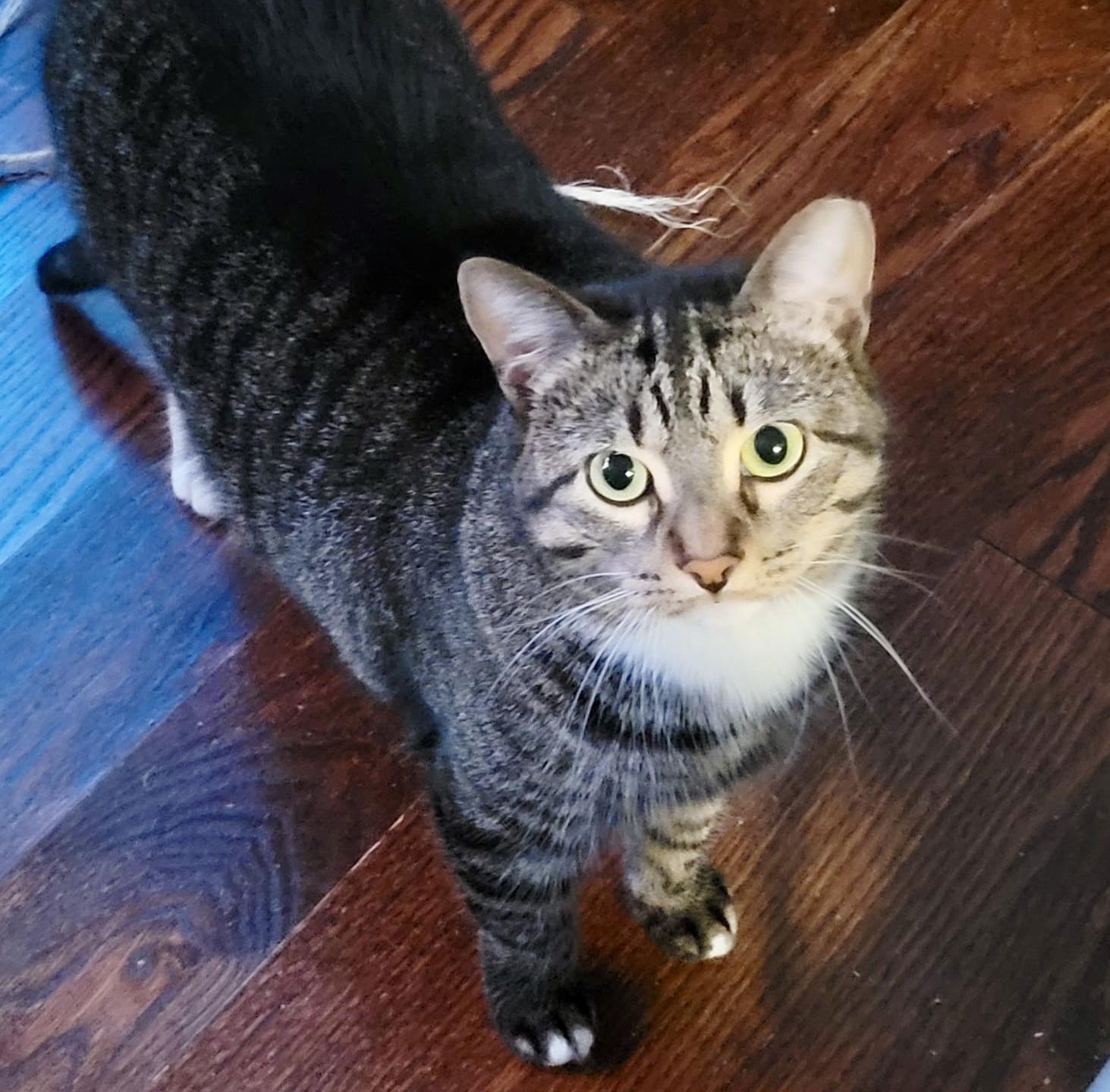 Pandy (bonded with Paxton) — thumbnail 5