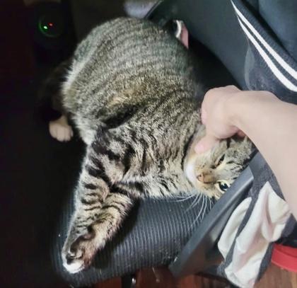 Enlarge Pandy (bonded with Paxton), a Adoptable mixed breed in Toronto, ON image 5/6