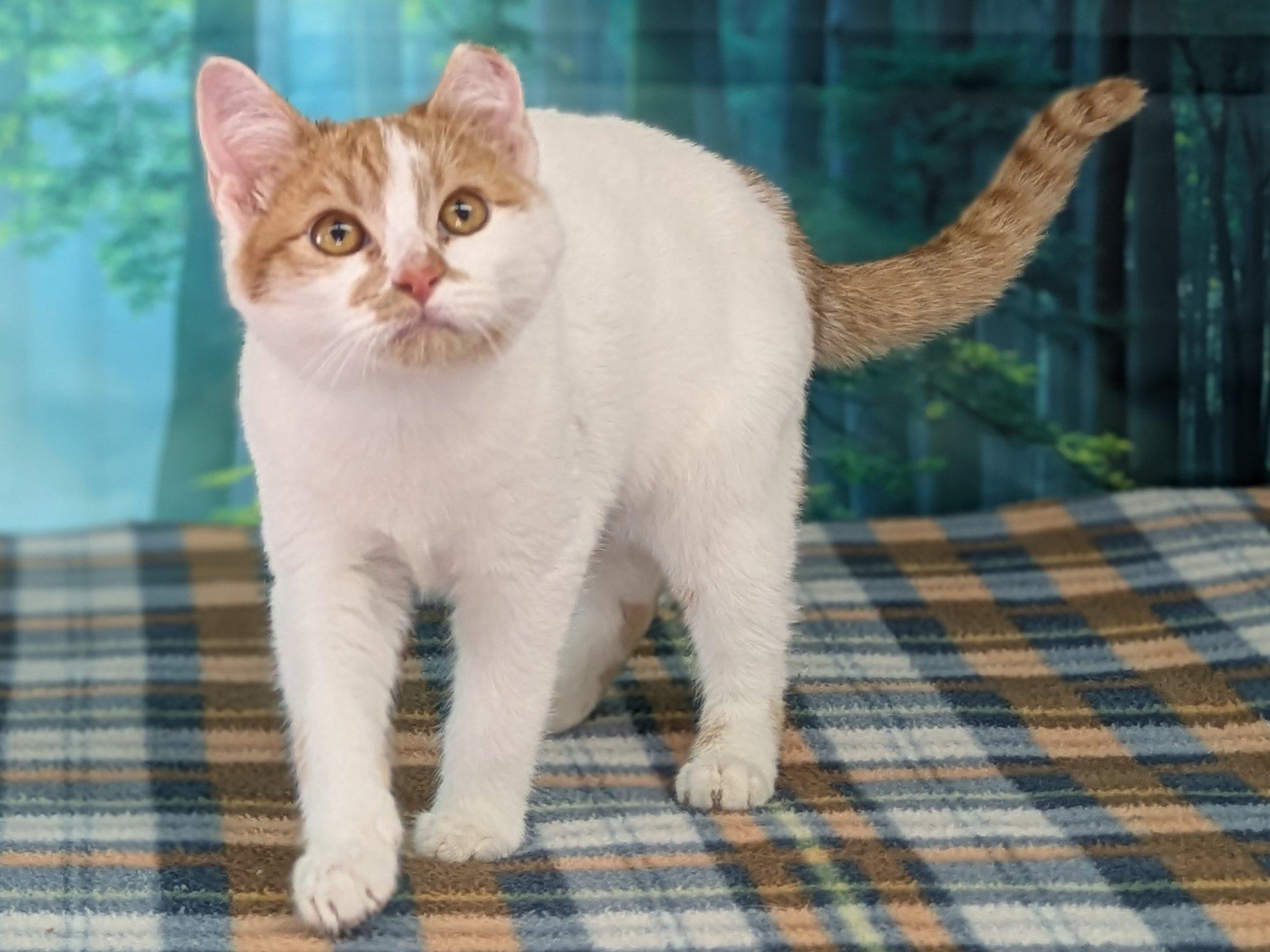 Chai, adopted, Kitten Male Domestic Short Hair & Tabby.