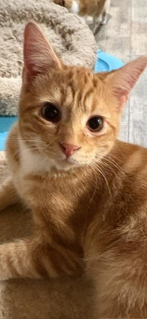 Peanut, an adopted Domestic Short Hair in Stockholm, WI image 4/6