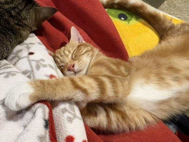Peanut, an adopted Domestic Short Hair in Stockholm, WI image 2/6