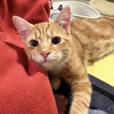 Peanut, an adopted Domestic Short Hair in Stockholm, WI image 1/6