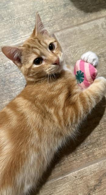 Peanut, an adopted Domestic Short Hair in Stockholm, WI image 3/6