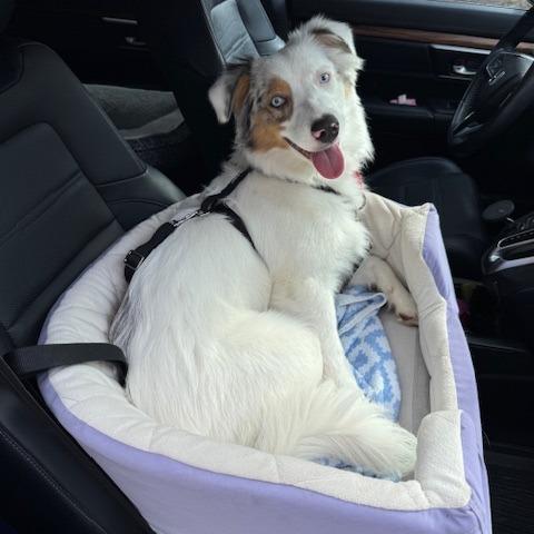 MAXIMILLION (aka MAX), a Adoptable Australian Shepherd in Jacksonville, FL image 1/3