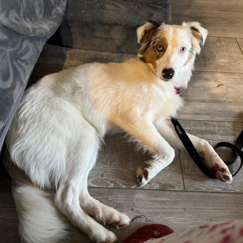 MAXIMILLION (aka MAX), a Adoptable Australian Shepherd in Jacksonville, FL image 2/3