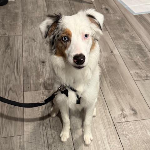 MAXIMILLION (aka MAX), a Adoptable Australian Shepherd in Jacksonville, FL image 3/3