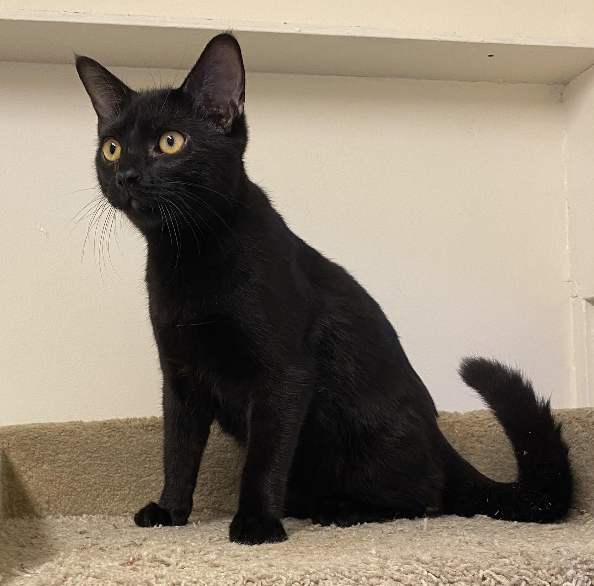 Enlarge Elwood, a Adoptable Domestic Short Hair in Los Angeles, CA image 3/3