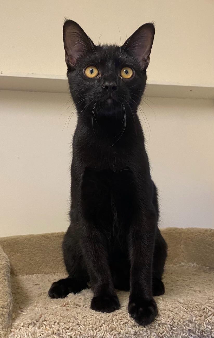 Enlarge Elwood, a Adoptable Domestic Short Hair in Los Angeles, CA image 2/3