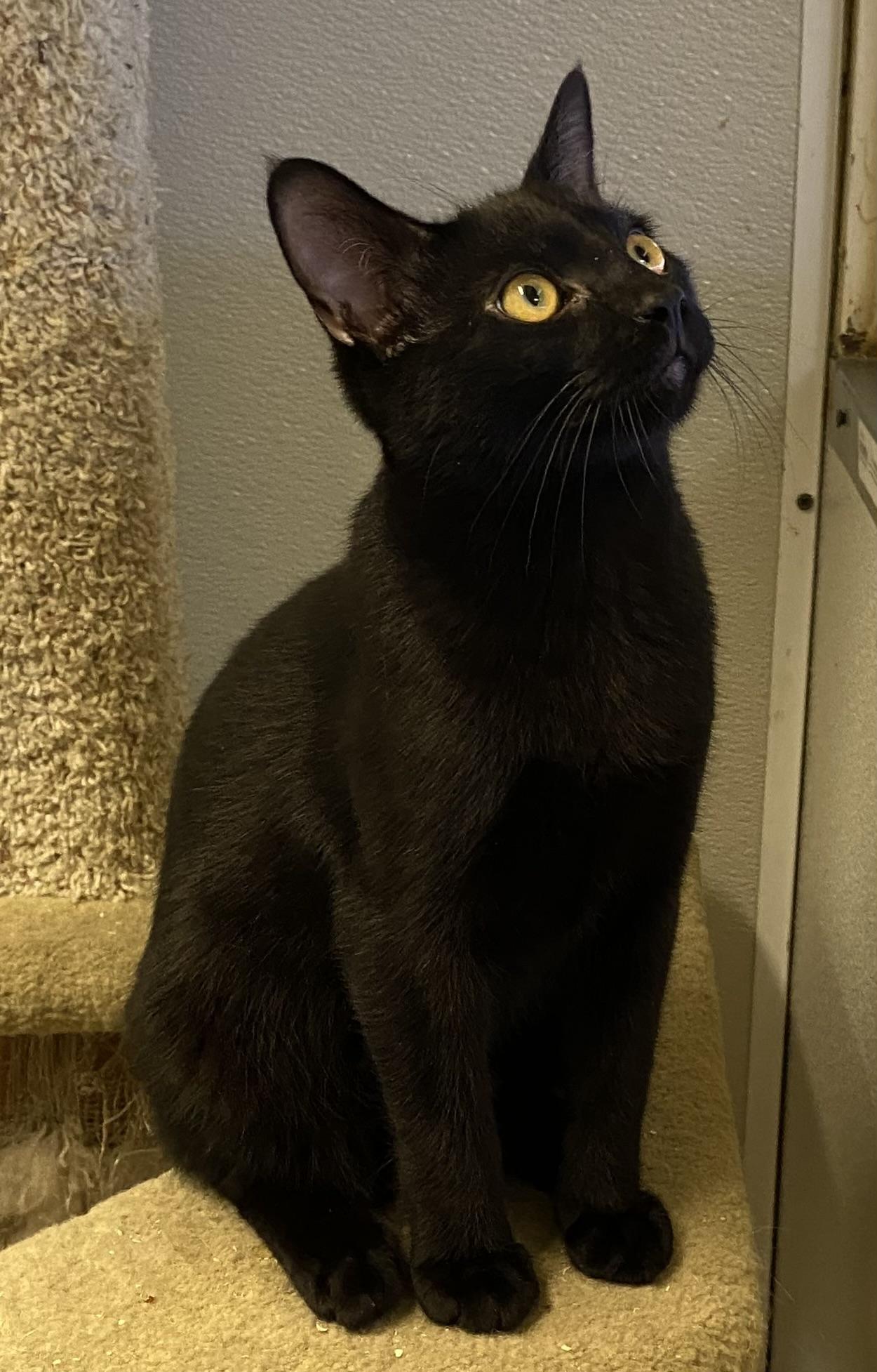 Elwood, Adoptable, Kitten Male Domestic Short Hair.