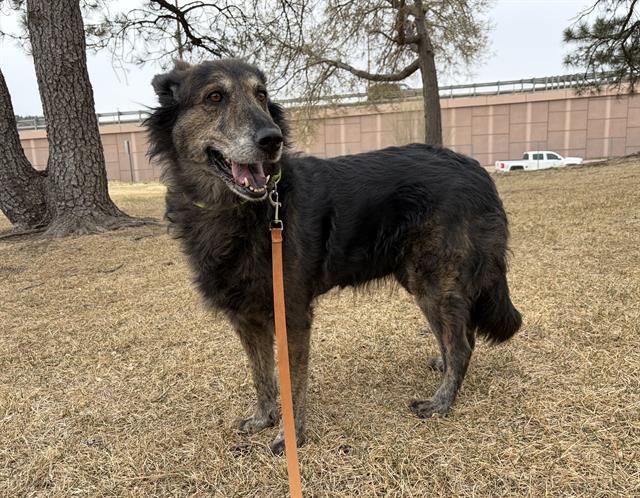 SAGE, Adoptable, Adult Female Australian Shepherd & Black Mouth Cur.