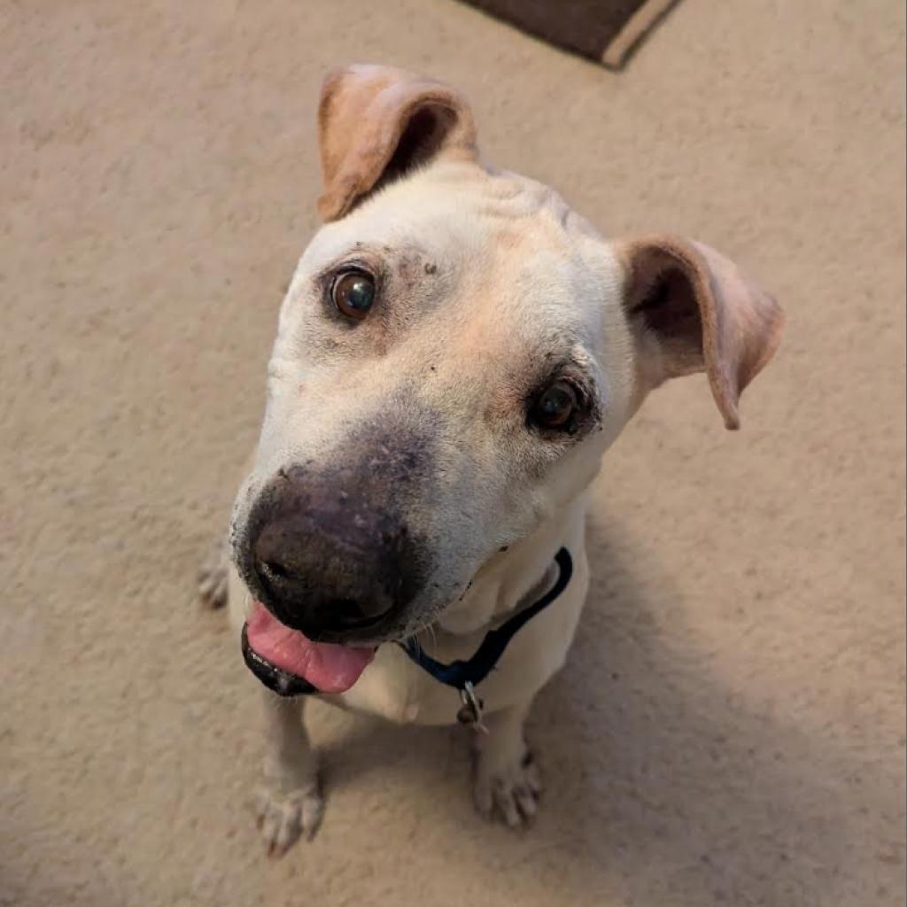 Tuff II, Adoptable, Senior Male Pit Bull Terrier.