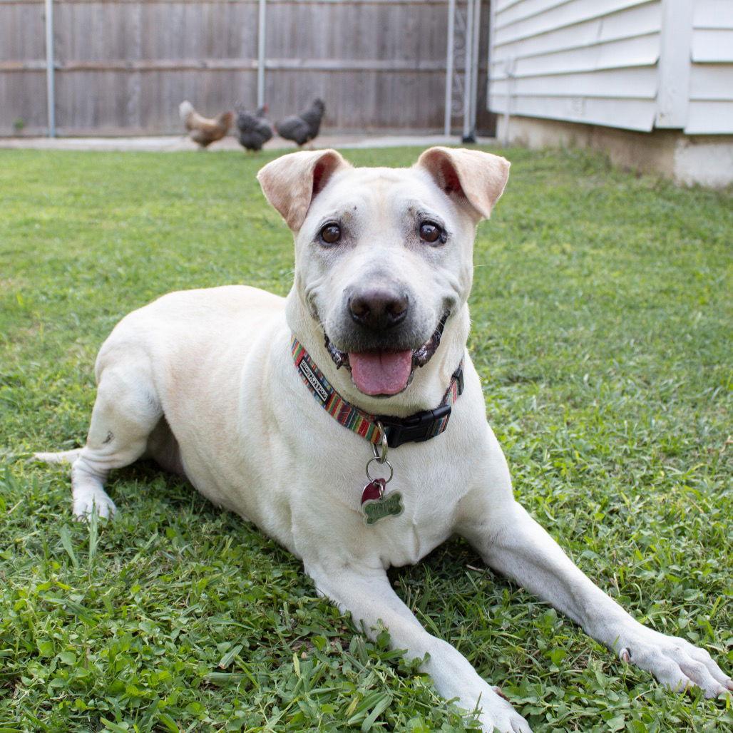 Tuff II, a Adoptable Pit Bull Terrier in Dallas, TX image 2/3
