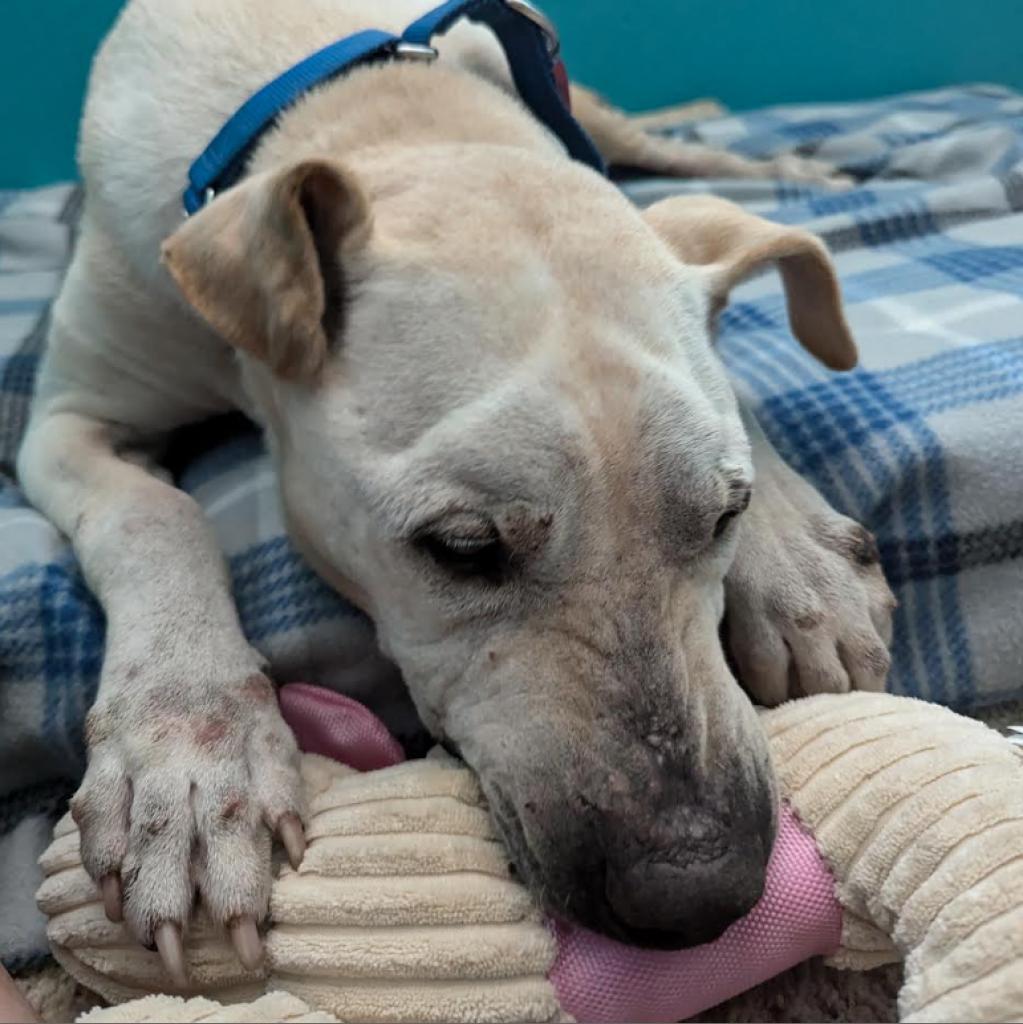 Tuff II, a Adoptable Pit Bull Terrier in Dallas, TX image 3/3